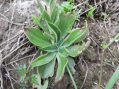 Echeveria platyphylla