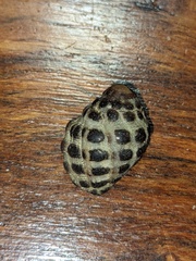 Tenguella marginalba