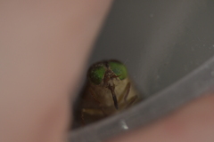 Scaptia abdominalis