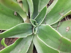 Echeveria platyphylla