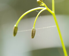 Dianella tasmanica