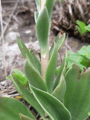 Echeveria platyphylla