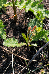 Acalypha peduncularis