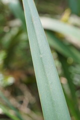Dianella tasmanica