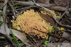 Ramaria watlingii