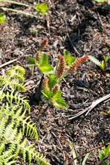 Acalypha peduncularis