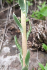 Echeveria platyphylla