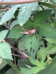 Patanga japonica