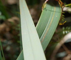 Dianella tasmanica