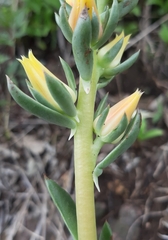 Echeveria platyphylla