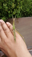 Acrida cinerea