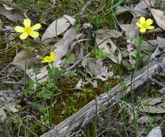 Ranunculus pachycarpus