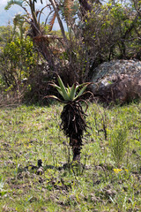 Aloe candelabrum