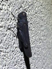 Arphia pseudonietana