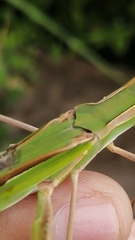Acrida cinerea