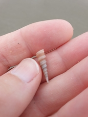 Stiracolpus ahiparanus