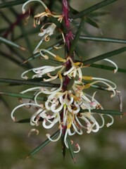 Hakea decurrens