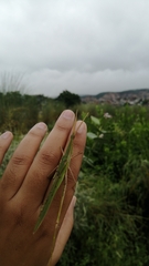 Acrida cinerea