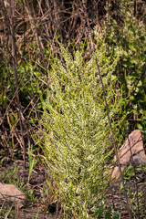 Asparagus africanus