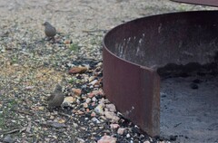 Climacteris picumnus