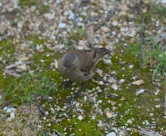 Climacteris picumnus