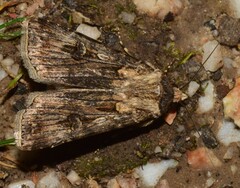 Agrotis munda