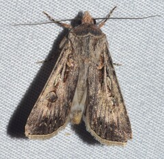 Agrotis munda