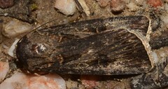 Agrotis munda
