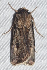 Agrotis munda