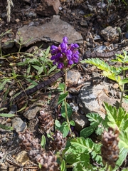Prunella grandiflora