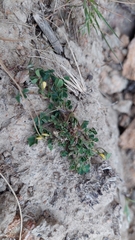 Medicago polymorpha