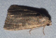 Hypoperigea tonsa