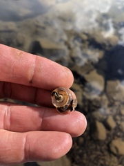Oreohelix