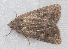 Hypoperigea tonsa