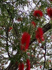 Melaleuca viminalis