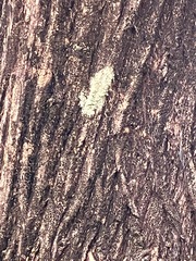Melaleuca viminalis
