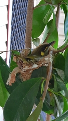 Meliphaga notata