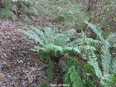Dryopteris crassirhizoma