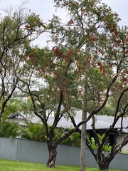 Melaleuca viminalis