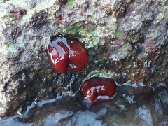 Actinia mediterranea
