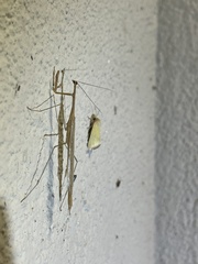 Bistanta mexicana