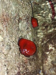 Actinia mediterranea