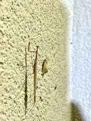 Bistanta mexicana