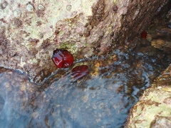 Actinia mediterranea