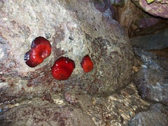 Actinia mediterranea