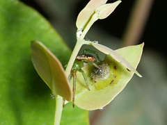 Australomisidia pilula