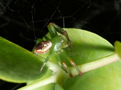 Australomisidia pilula