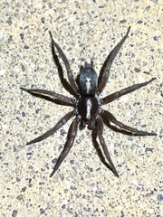 Herpyllus propinquus