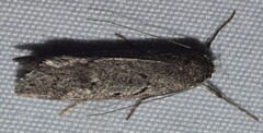 Ericrypsina chorodoxa