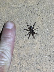 Herpyllus propinquus